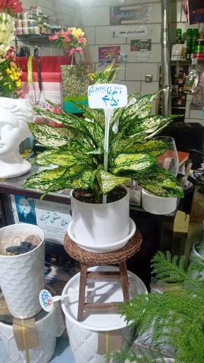 عکس گل‌فروشی شقایق قنبری 