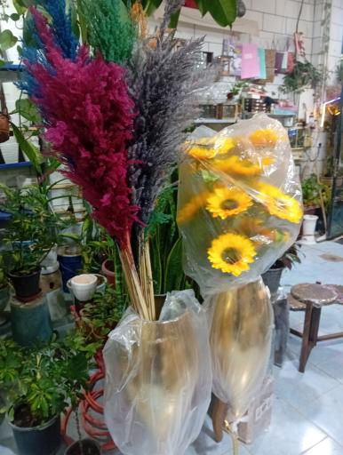 عکس گل‌فروشی شقایق قنبری 