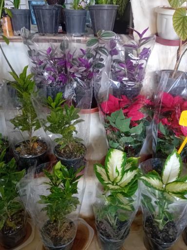 عکس گل‌فروشی شقایق قنبری 