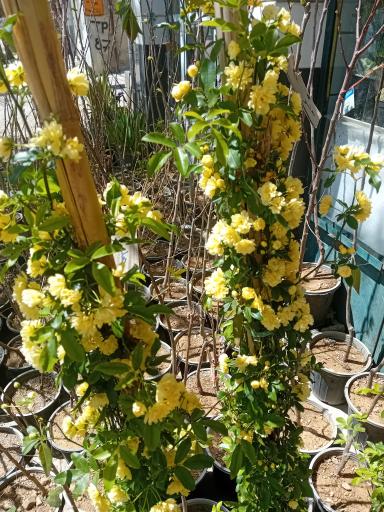 عکس گل‌فروشی شقایق قنبری 