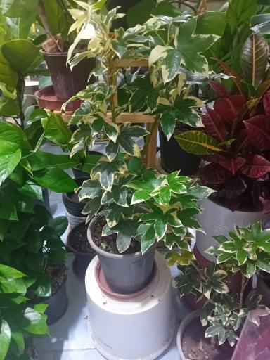 عکس گل‌فروشی شقایق قنبری 