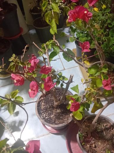 عکس گل‌فروشی شقایق قنبری 