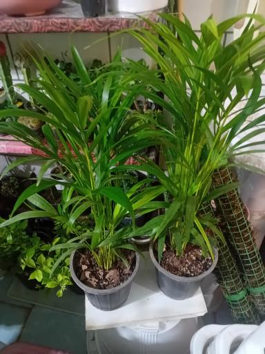 عکس گل‌فروشی شقایق قنبری 