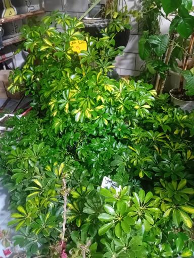 عکس گل‌فروشی شقایق قنبری 