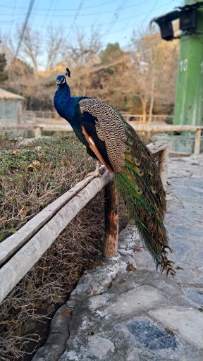 عکس بوستان ناژوان اصفهان