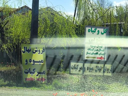 عکس گل و گیاه 