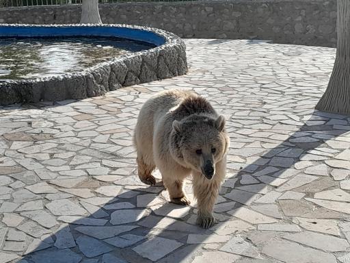 عکس باغ وحش شیراز