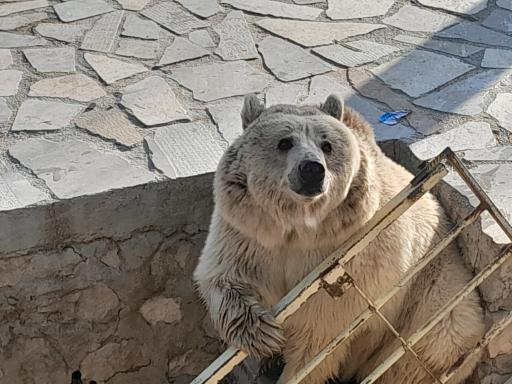 عکس باغ وحش شیراز