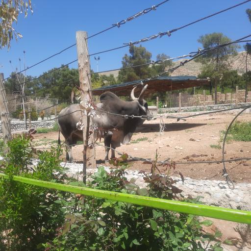 عکس باغ وحش شیراز