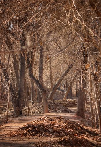 عکس بوستان ناژوان اصفهان