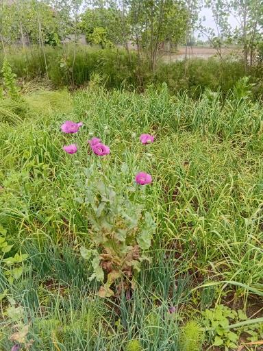 عکس باغ صیفی جات حجت علی زاده