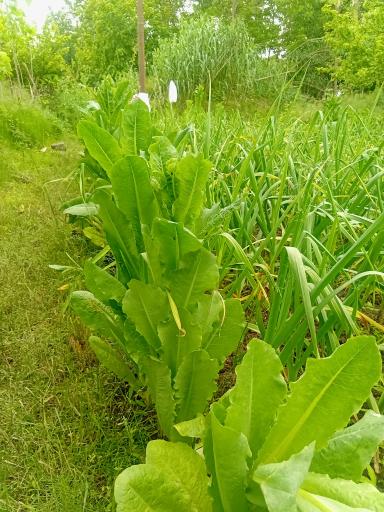 عکس باغ صیفی جات حجت علی زاده