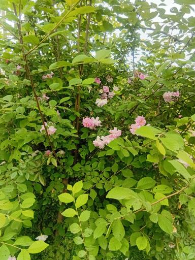 عکس باغ صیفی جات حجت علی زاده