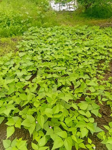 عکس باغ صیفی جات حجت علی زاده