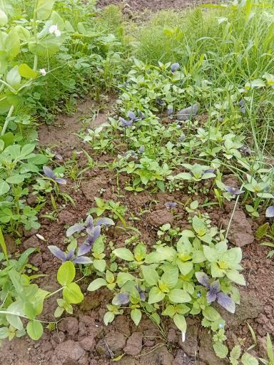 عکس باغ صیفی جات حجت علی زاده