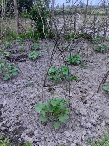 عکس باغ صیفی جات حجت علی زاده