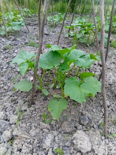 عکس باغ صیفی جات حجت علی زاده