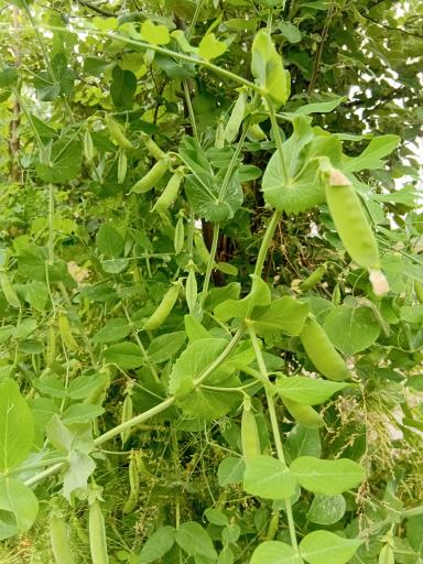 عکس باغ صیفی جات حجت علی زاده