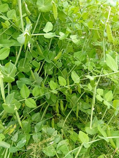 عکس باغ صیفی جات حجت علی زاده