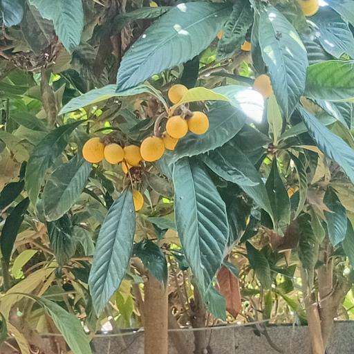 عکس باغ صیفی جات حجت علی زاده