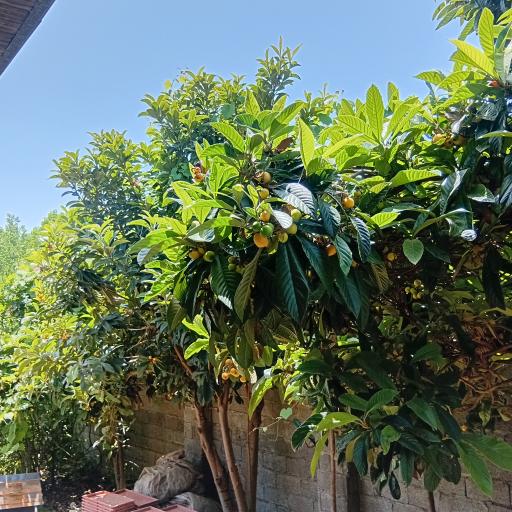 عکس باغ صیفی جات حجت علی زاده