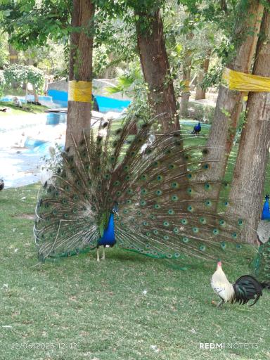 عکس بوستان ناژوان اصفهان