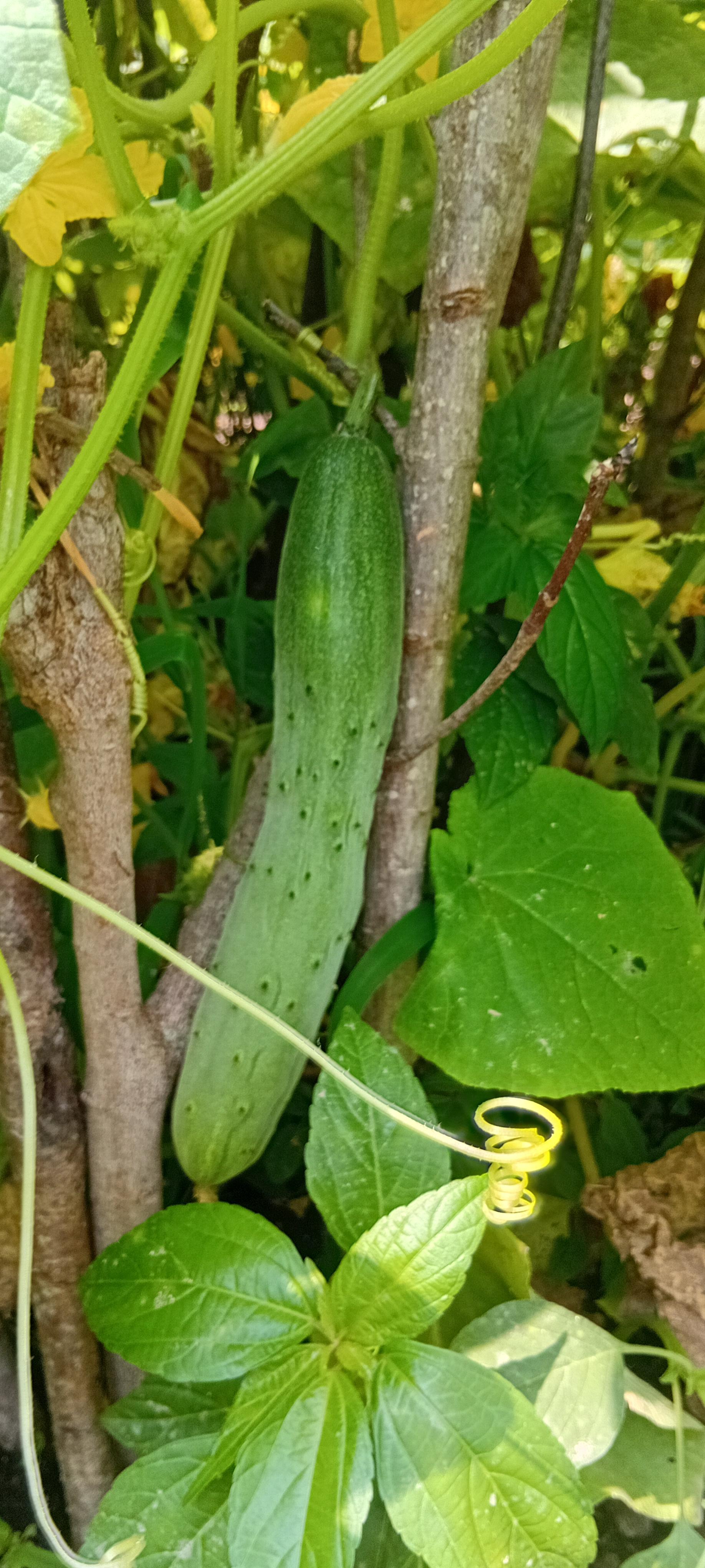 عکس باغ صیفی جات حجت علی زاده