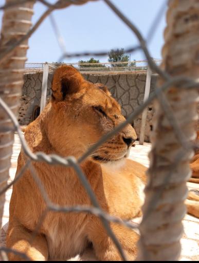 عکس باغ وحش شیراز