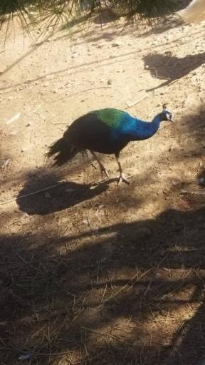 عکس باغ وحش شیراز