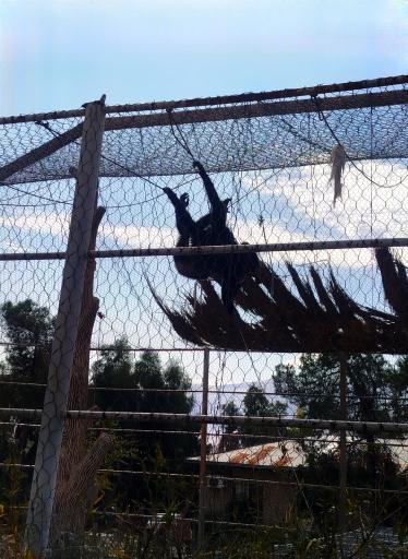 عکس باغ وحش شیراز