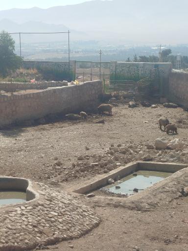 عکس باغ وحش شیراز