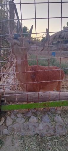 عکس باغ وحش شیراز