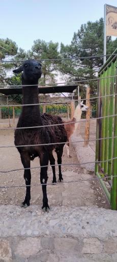 عکس باغ وحش شیراز