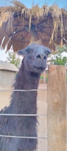 عکس باغ وحش شیراز