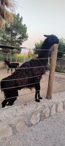 عکس باغ وحش شیراز