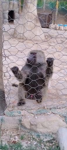 عکس باغ وحش شیراز