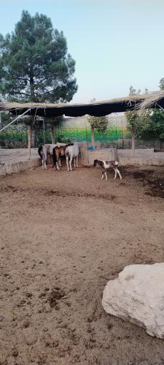 عکس باغ وحش شیراز