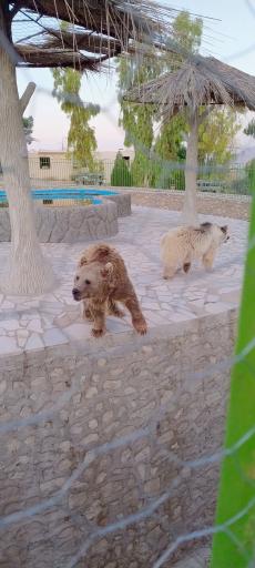 عکس باغ وحش شیراز