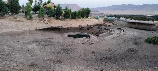 عکس باغ وحش شیراز