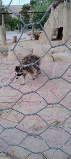 عکس باغ وحش شیراز