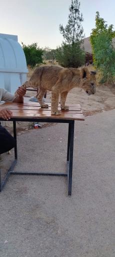 عکس باغ وحش شیراز