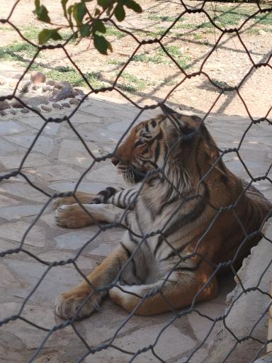 عکس باغ وحش شیراز