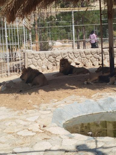 عکس باغ وحش شیراز