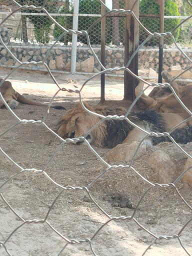 عکس باغ وحش شیراز