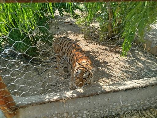 عکس باغ وحش شیراز