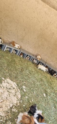 عکس باغ وحش شیراز