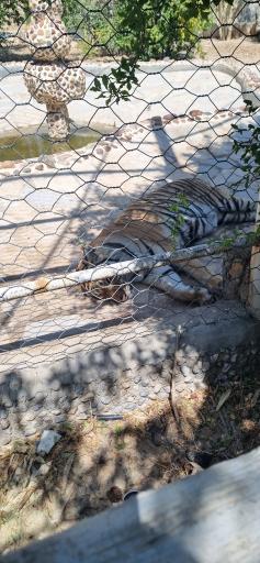 عکس باغ وحش شیراز