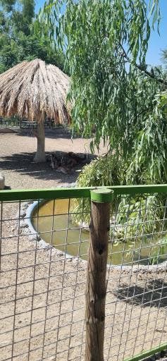 عکس باغ وحش شیراز