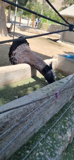 عکس باغ وحش شیراز