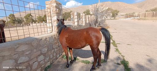عکس باغ وحش شیراز